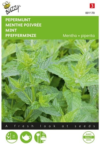 Menthe poivrée (Mentha x piperita) - Buzzy