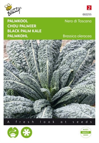 Chou Palmier Nero di Toscana - Buzzy