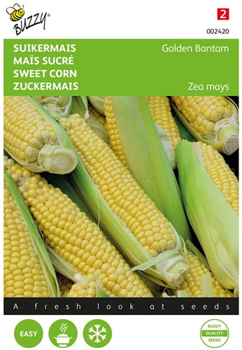 Maïs sucré - Golden Bantam - Buzzy
