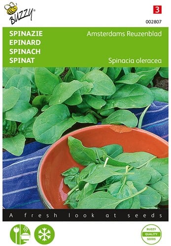 Epinard Amsterdams Reuzenblad- a graine piquante - Buzzy