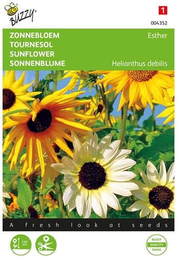 Tournesol Esther Variée - Buzzy