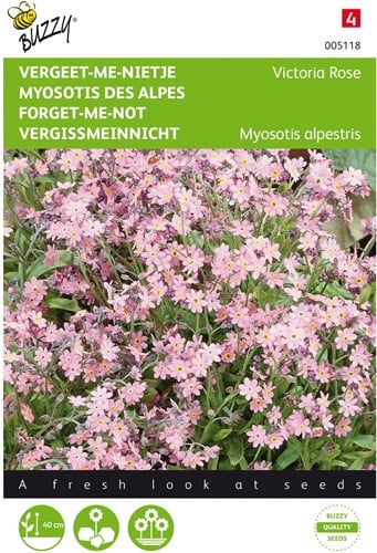Myosotis des Alpes Victoria Rose - Buzzy Myosotis pink