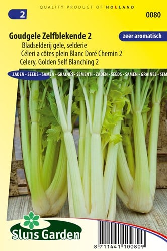 Céleri blanc doré chemin 2