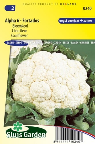 Chou fleur Alpha 6 Fortados - Brassica oleracea