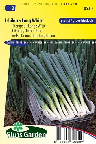 Ciboule Ishikura Long White (Oignon Tige)