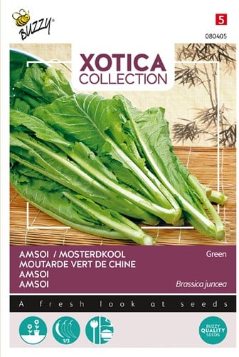 Amsoi Moutarde de Chine Vert - Xotica Collection