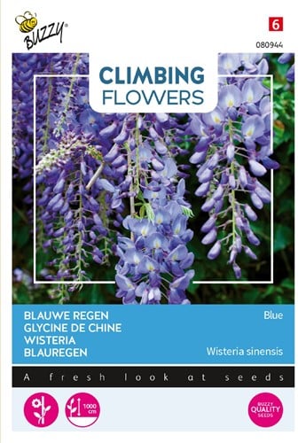 Glycine de Chine Blue - Climbing Flowers