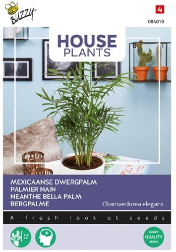 Palmier Nain - Buzzy House Plants