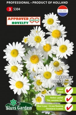 Chrysanthème Ox-Eye White Breeze