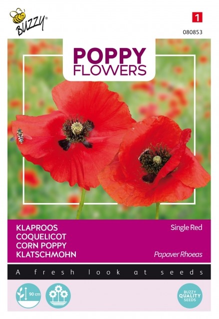 Poppy Rood Klaproos Rood - Buzzy Poppy Flowers Les graines de france