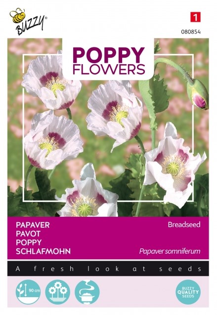 Les graines de pavot - Tout sur le pavot (Papaver somniferum