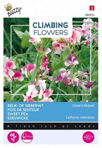 Pois de senteur Unwin's Striped - Climbing Flowers