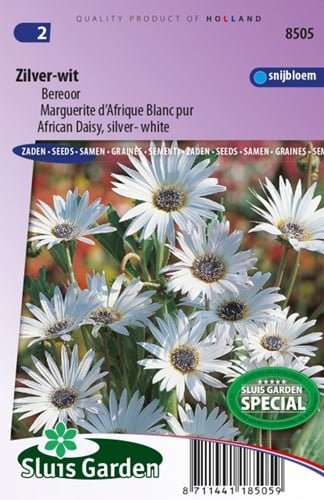 Marguerite d’Afrique Blanc pur – Arctotis Grandis