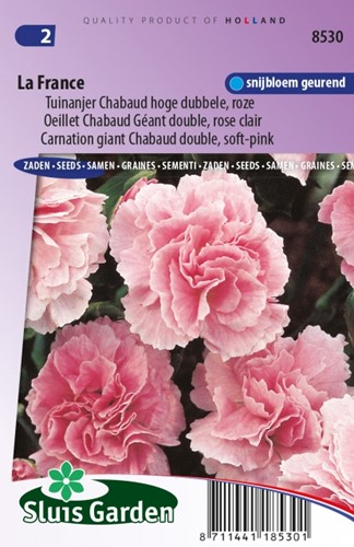 Oeillet La France - Dianthus Chabaud