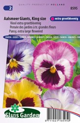 Pensée Aalsmeer Giants, King Size – Viola