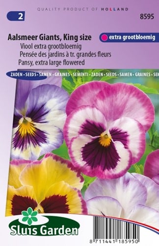 Pensée Aalsmeer Giants, King Size – Viola