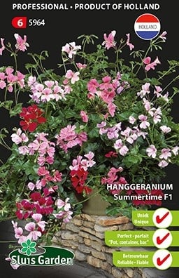 Géranium à feuilles de Lierre Summertime F1 - Pelargonium