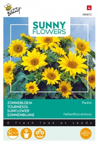 Tournesol Pacino - Sunny Flowers