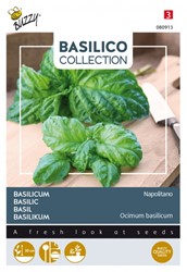 Basilic Napolitano - Basilico Collection