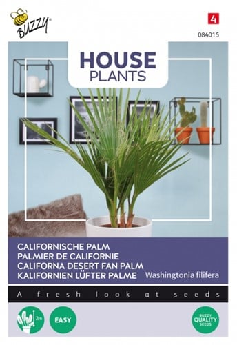 Palmier de Californie - Buzzy House Plants