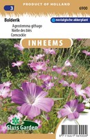 Nielle des blés - Agrostemma githago