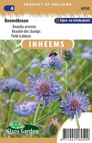 Knautie des champs - Knautia arvensis