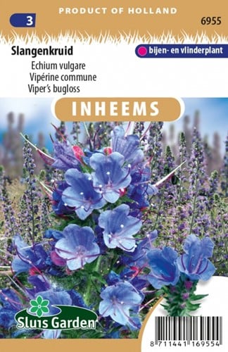 Vipérine commune - Echium vulgare
