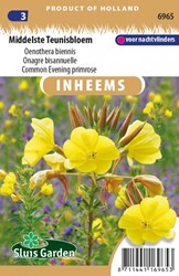 Middelste Teunisbloem - Oenothera biennis