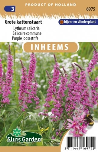 Salicaire commune - Lythrum salicaria