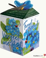 Greengift Vergeet-me-niet 40 stuks in showdoos-2