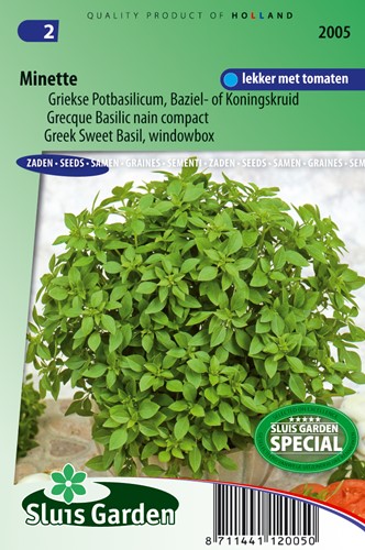 Basilic Grecque nain compact Minette (pot) - Ocinum Basilicum