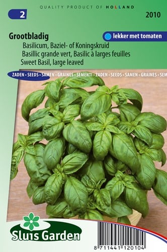 Basilic Grand vert - Ocinum