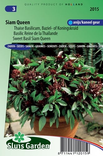 Basilic Reine de la Thaïlande Siam Queen - Ocinum