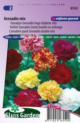 Oeillet Grenadin Mix - Dianthus Chabaud