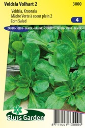 Veldsla Volhart 2 - Valerianella locusta