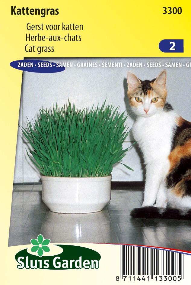 L'herbe à chat