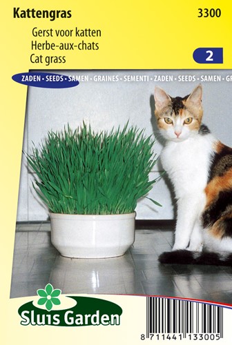 Herbe à chats