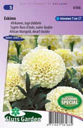 Tagète Rose d’Inde, naine double Eskimo