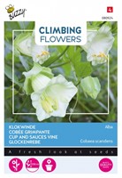 Cobée grimpante Alba - Climbing Flowers