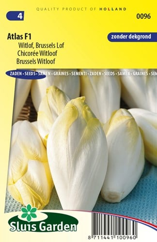 Chicorée witloof Atlas F1