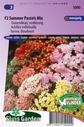 Achilée millefeuille Summer Pastels F2 - Achillea