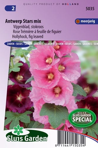 Rose Trémière simple à feuille de figuier Antwerp Stars mix