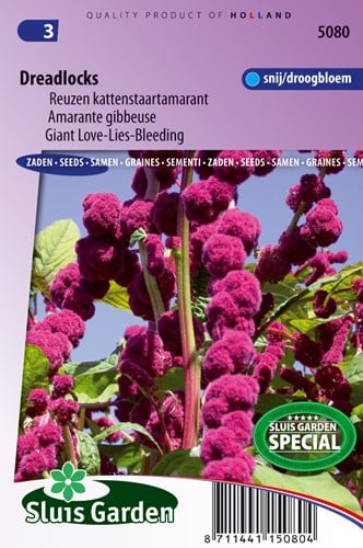 Queue de Renard, Amarante gibbeuse Dreadlocks - Amaranthus