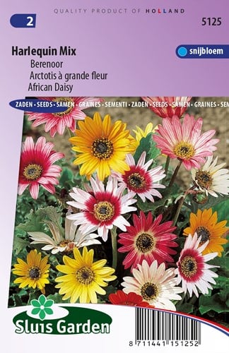 Arctotis à grande fleur Harlequin Mix