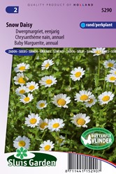 Chrysanthème nain annuel Snow Daisy