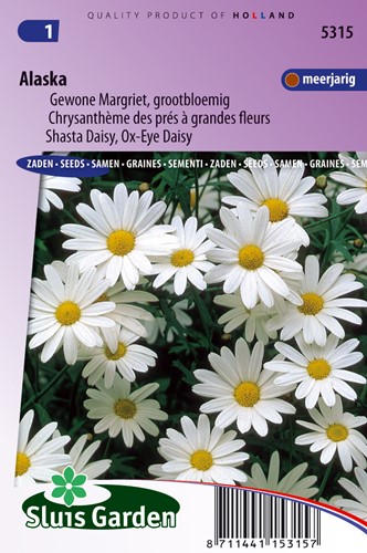 Chrysanthème des prés à grande fleurs Alaska