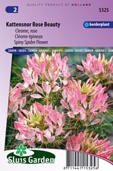 Kattensnor Rose Beauty - Cleome