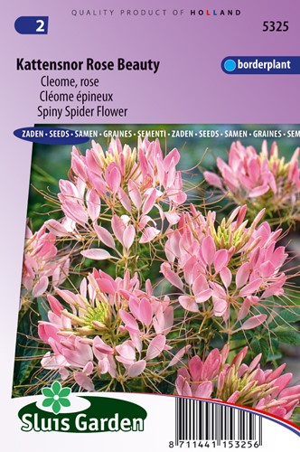 Cléome épineux Rose Beauty
