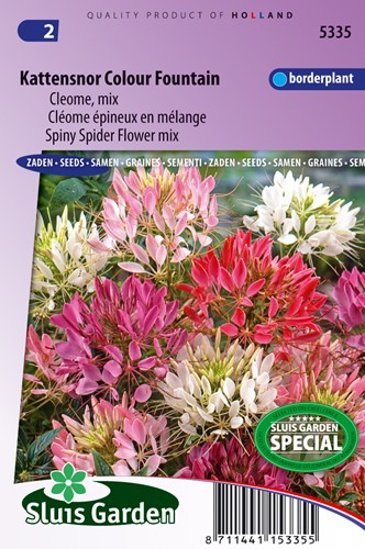 Cléome épineux Colour Fountain mix