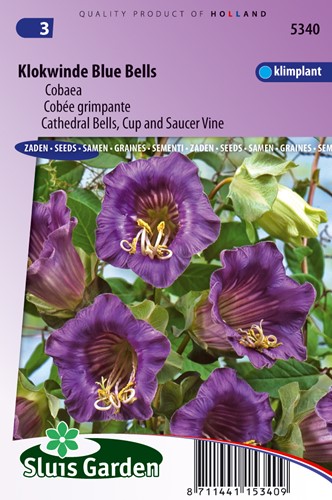 Cobée grimpante Violet Blue Bells